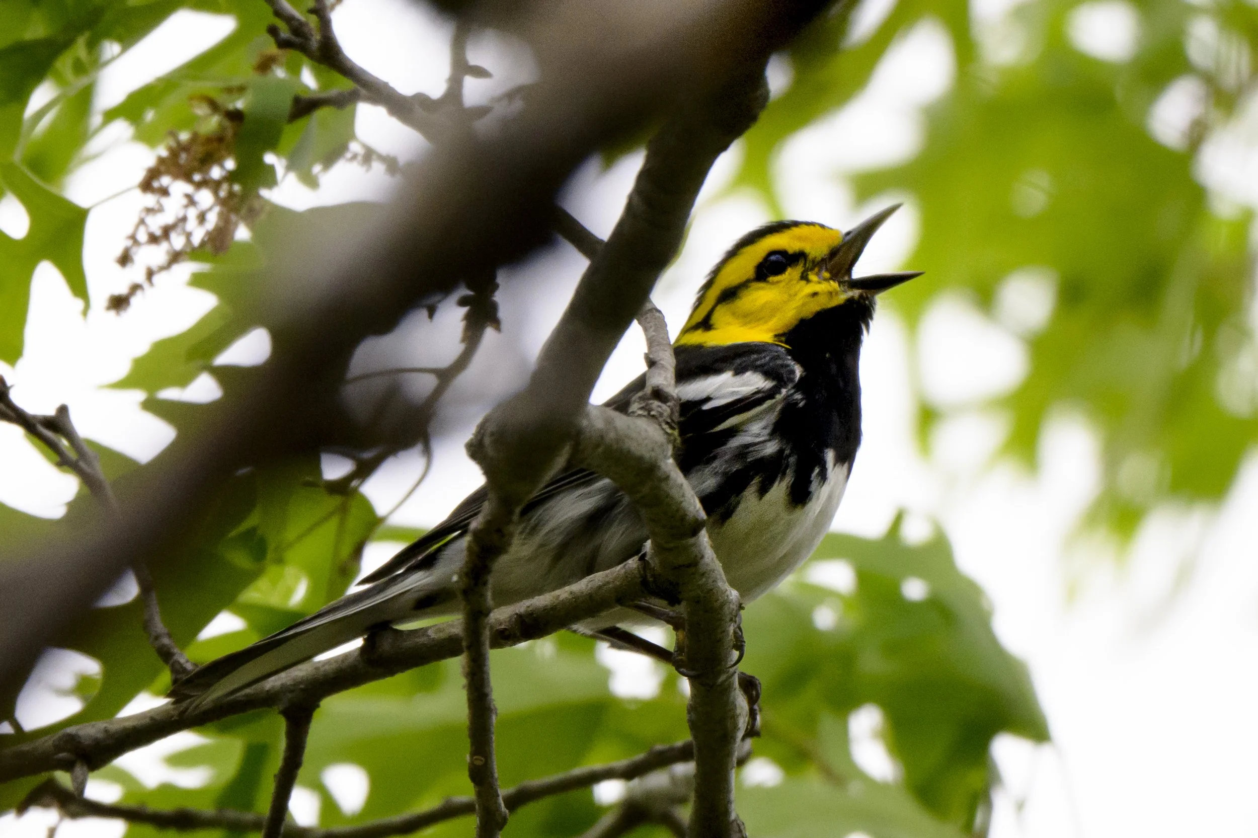 1179 Golden-cheeked Warbler