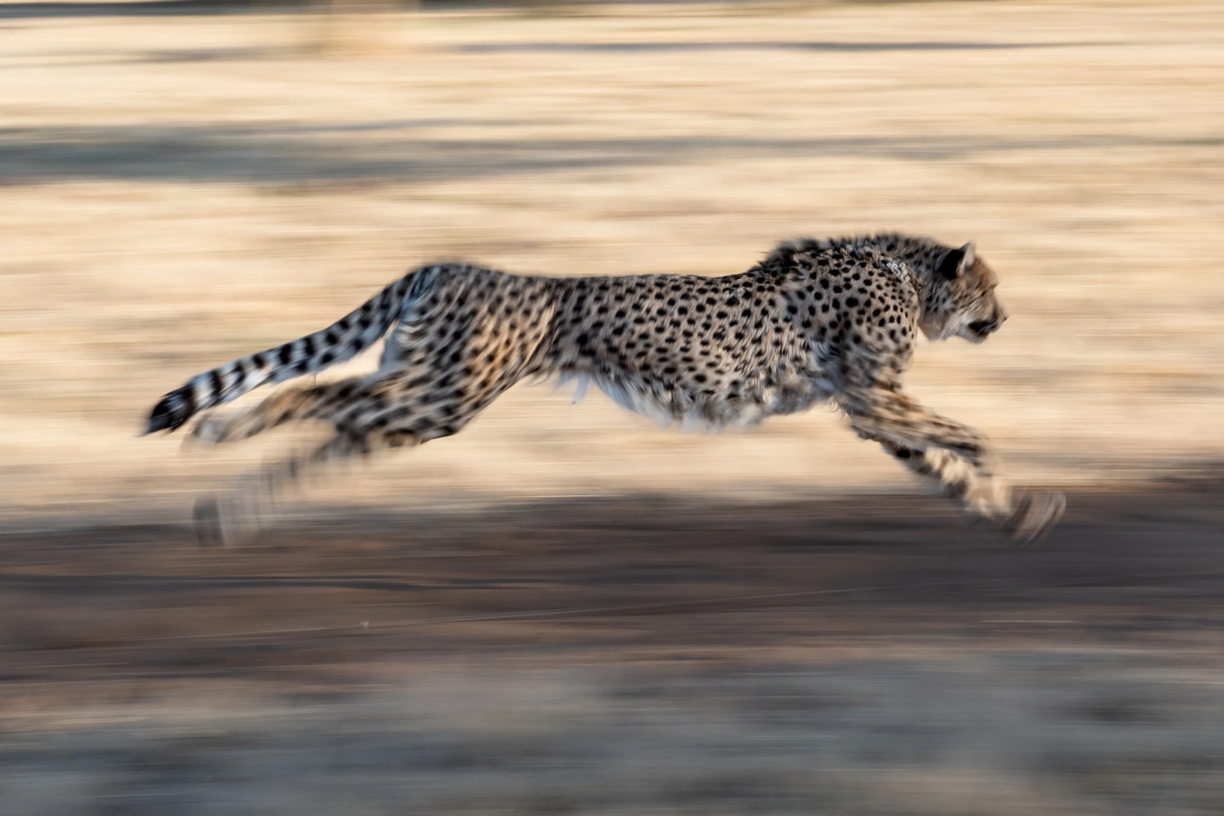 003 Cheetah Conservation Print