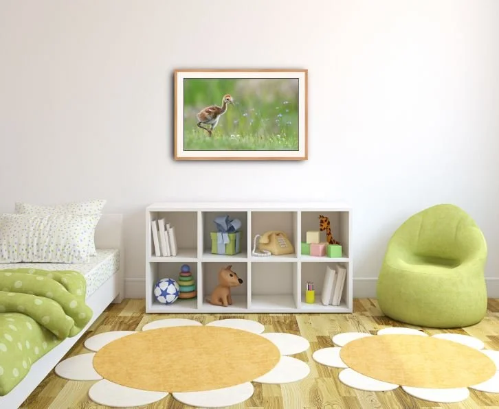 Sandhill Crane Colt.JPG