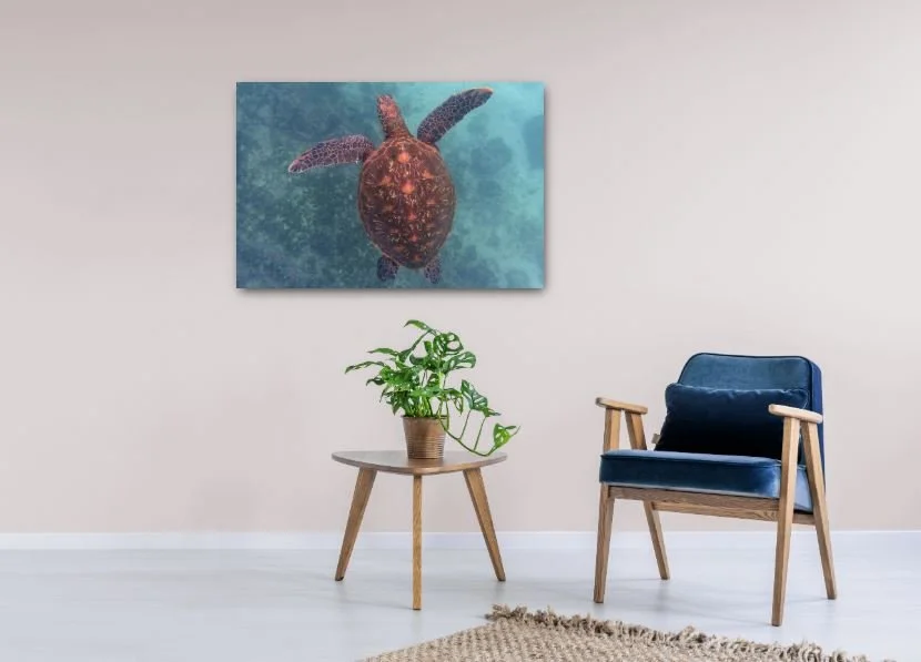 Jewel of the Galapagos.JPG