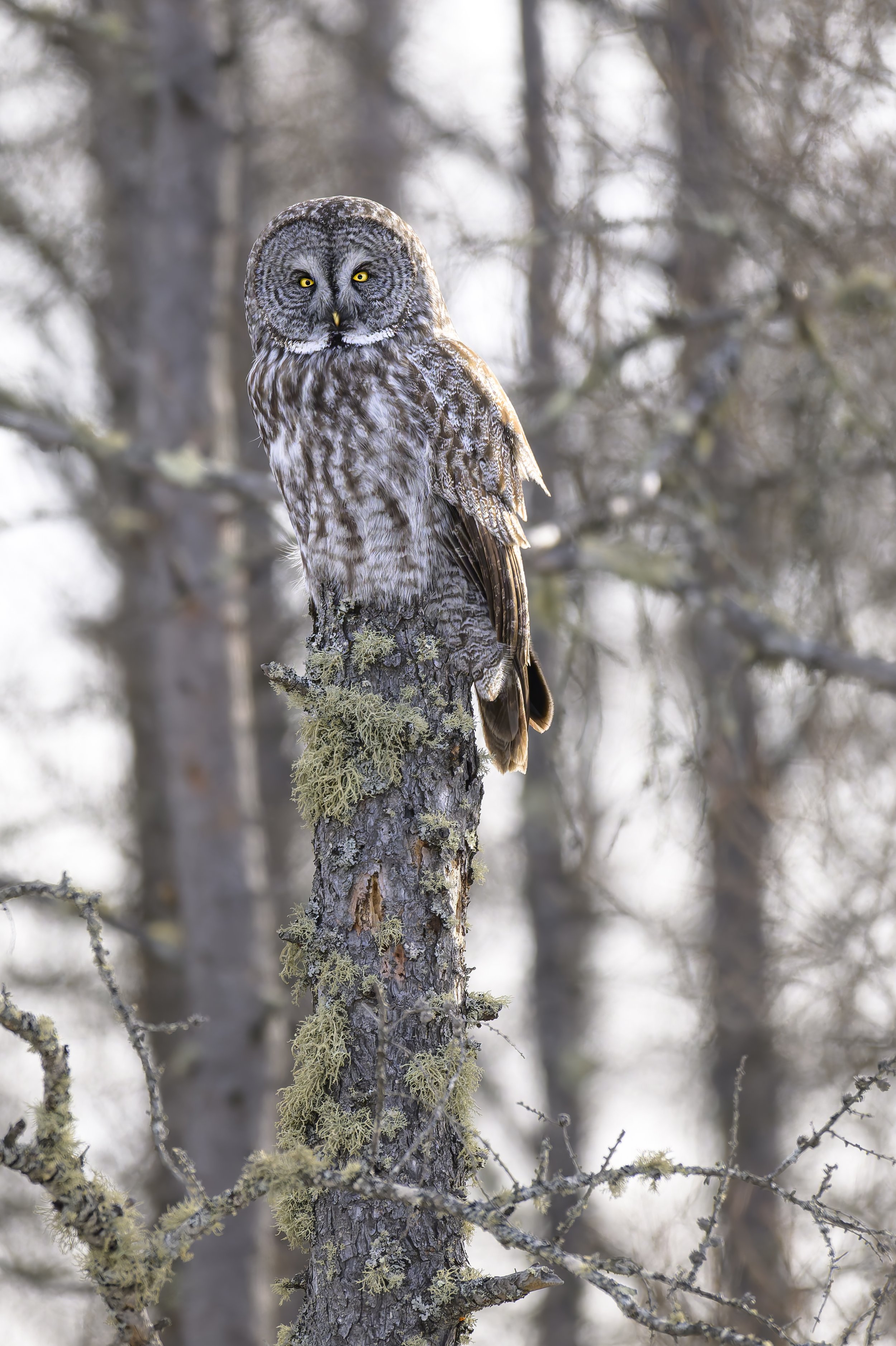 1176 Great Grey Owl Perch.jpg