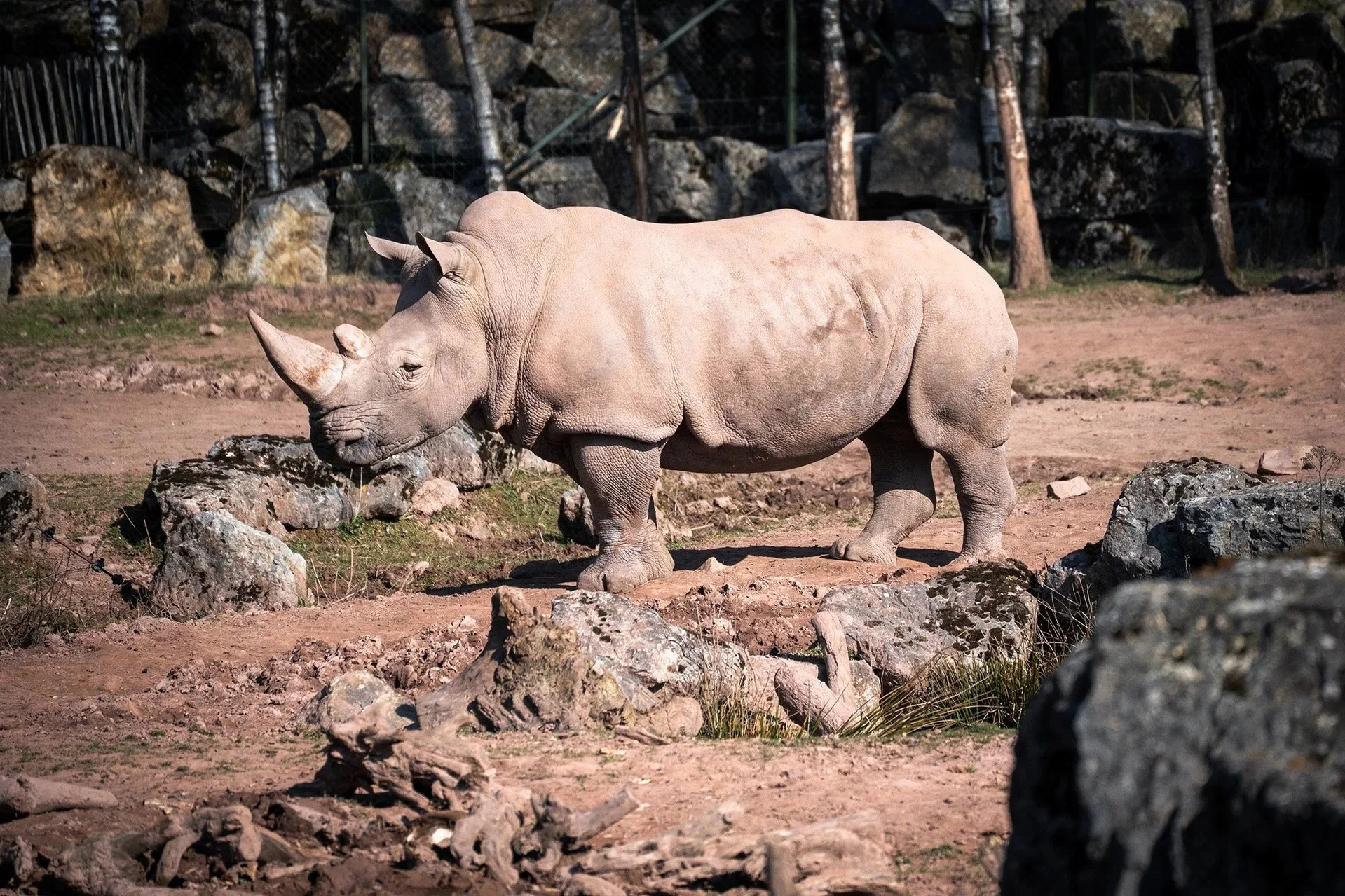 Monde Sauvage_Neushoorn