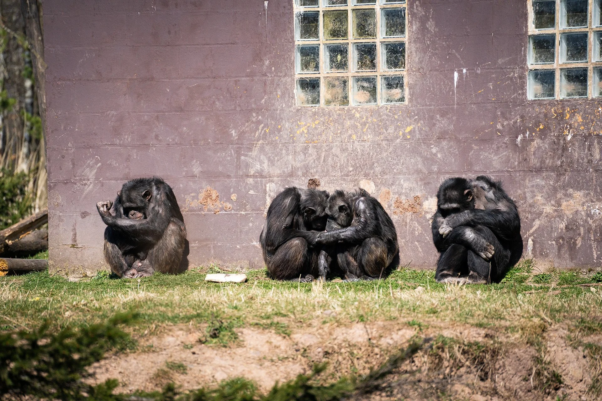 Monde Sauvage_Slapende chimpansees