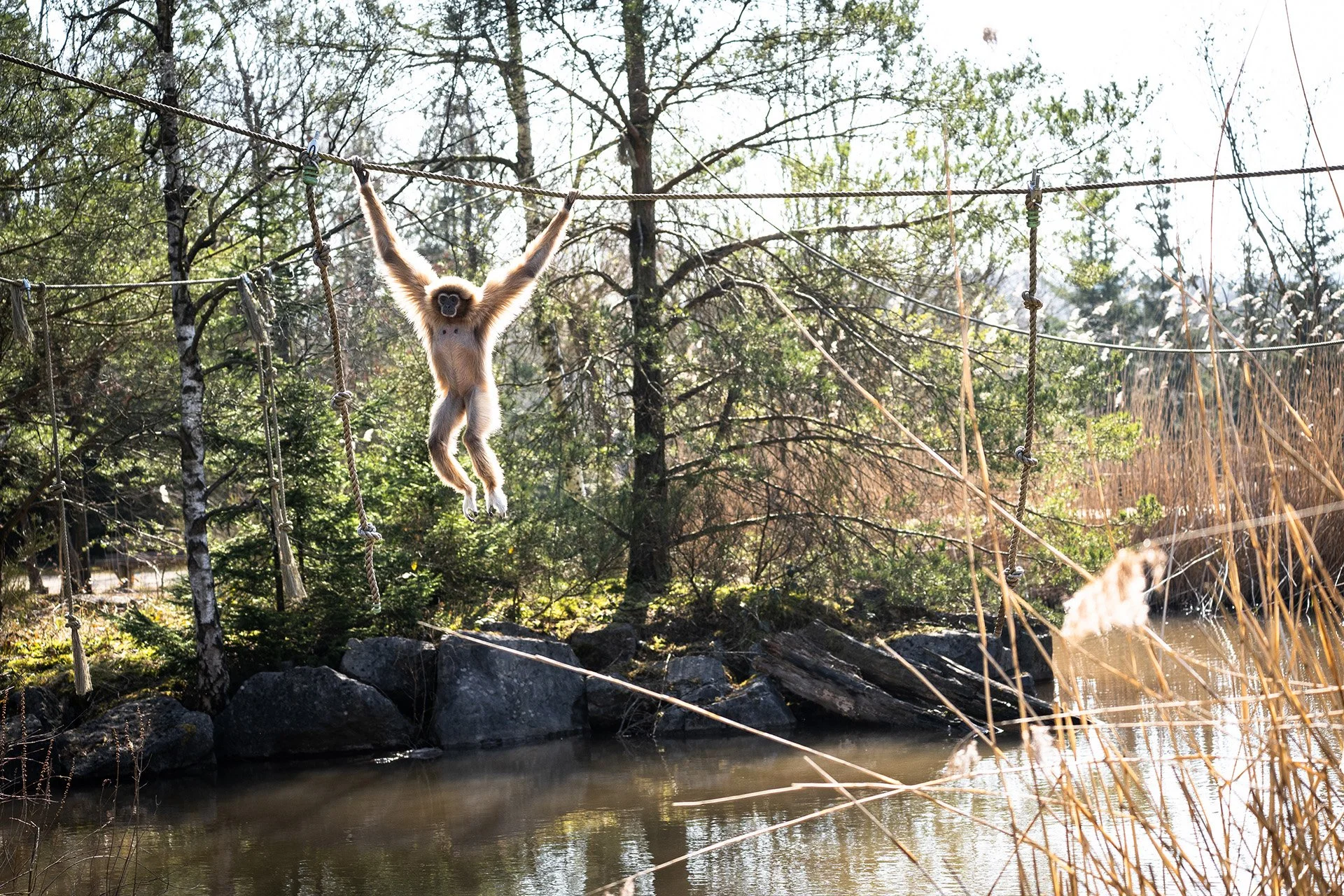 Monde Sauvage_Slingerende aap