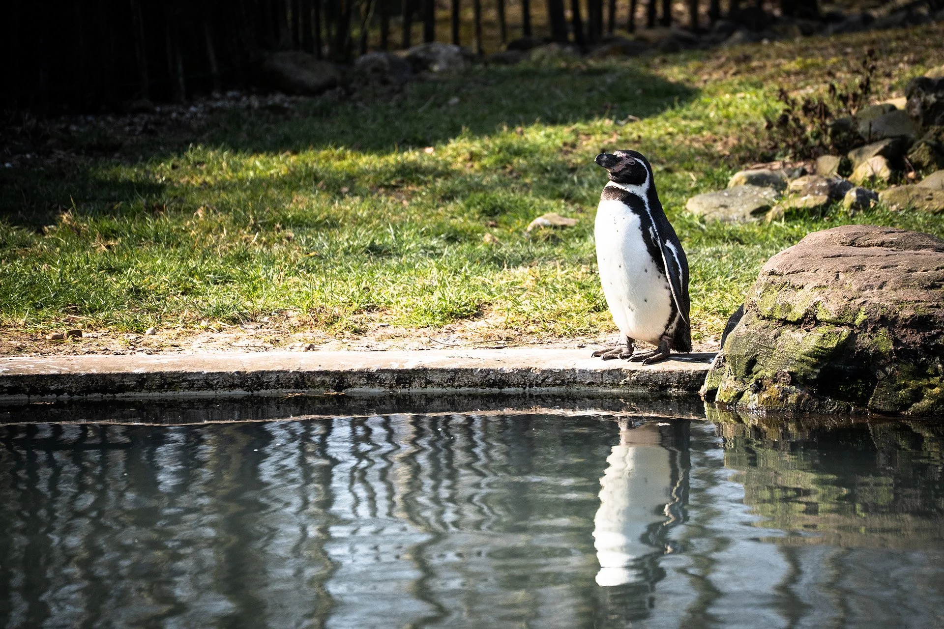 Monde Sauvage_Pinguïn