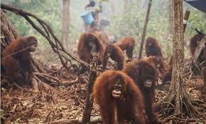 orangutan palm oil.jpg