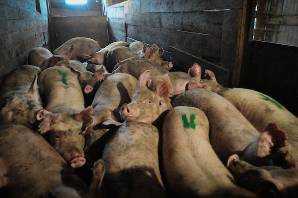 pigs-being-herded-toward-slaughter.jpg