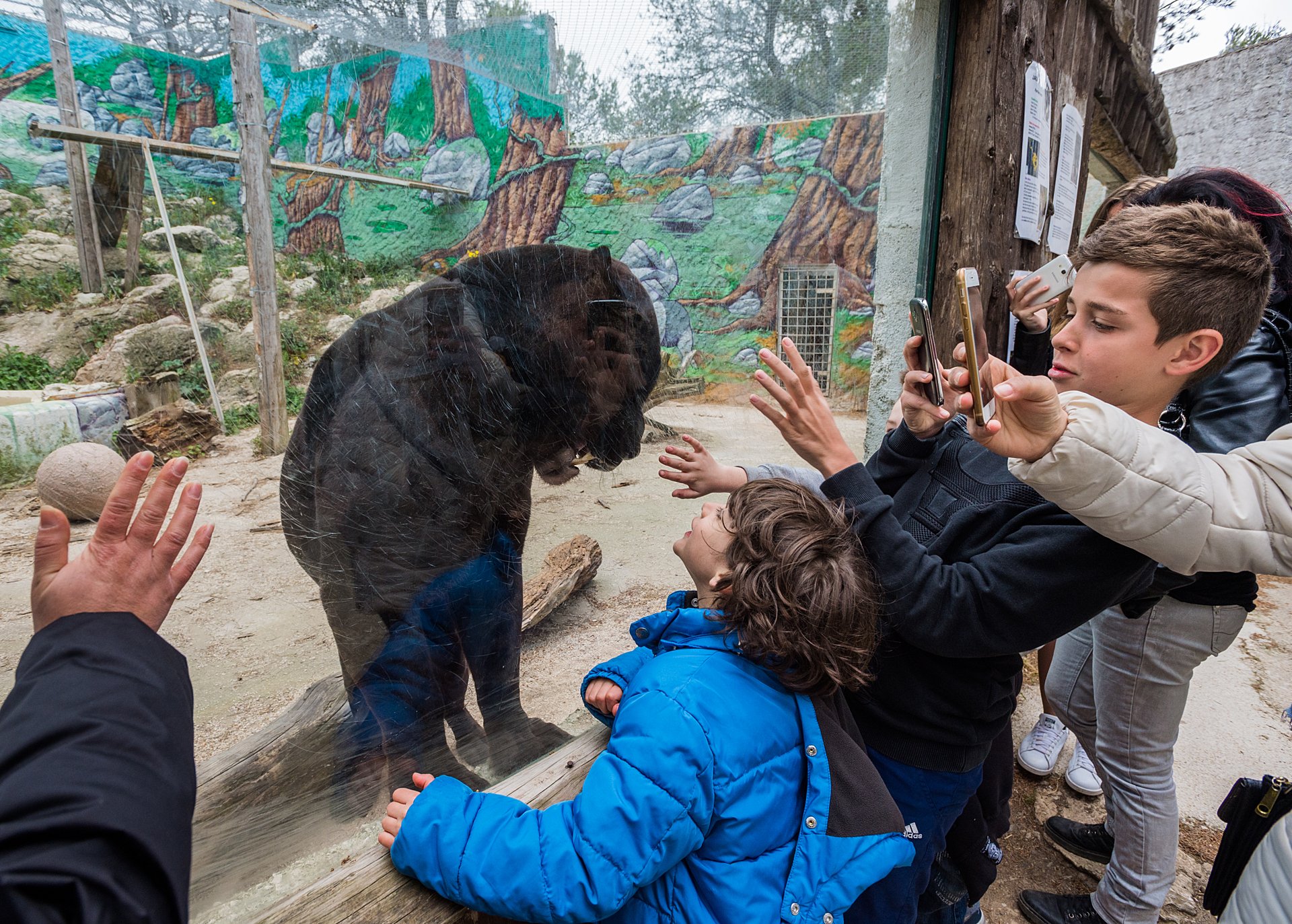 Episode 352 - What Are Animals Telling Us? with Jo-Anne McArthur