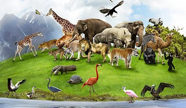 Episode 368 - Why Are Animals Here with Us? with Hans Wilhelm