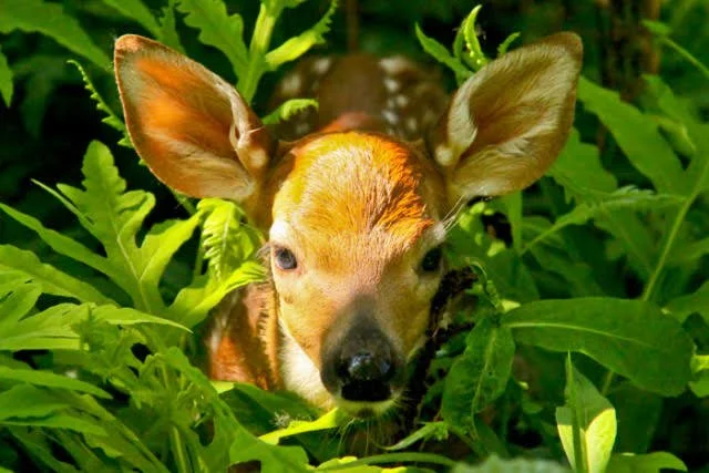 Episode 372 - The Activity of Spirit in Animals with Daniela Rizzo