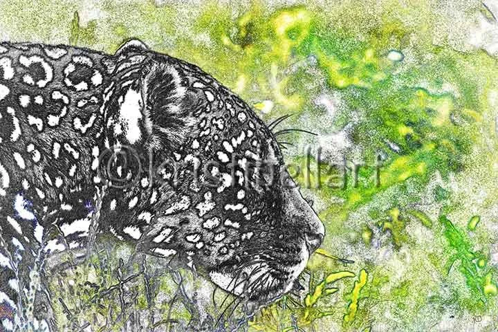 bagheera-watermark.jpg