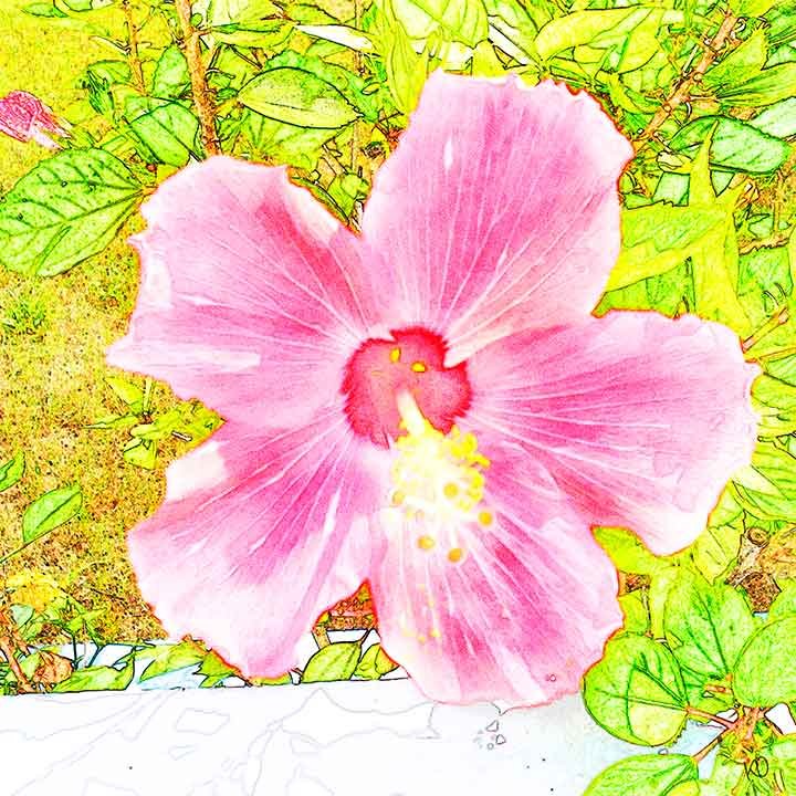 hibiscus