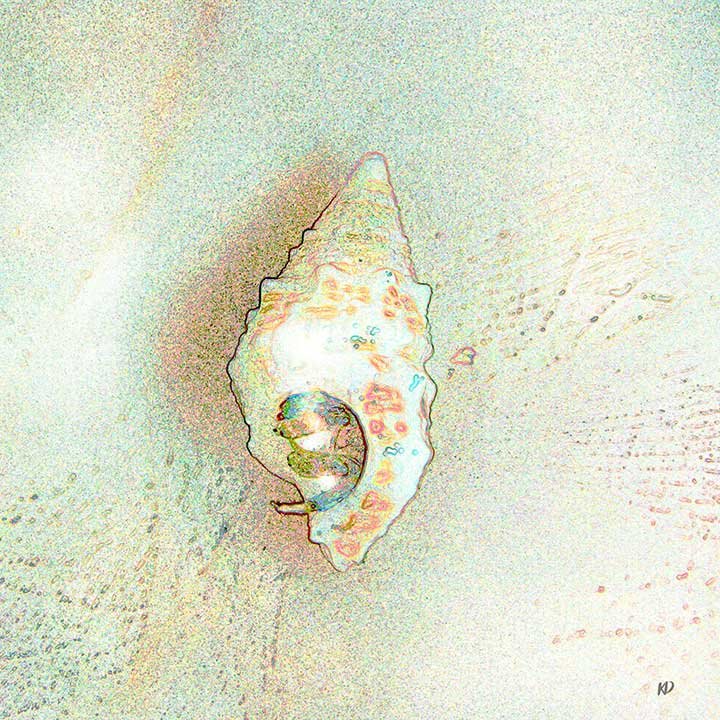seashell