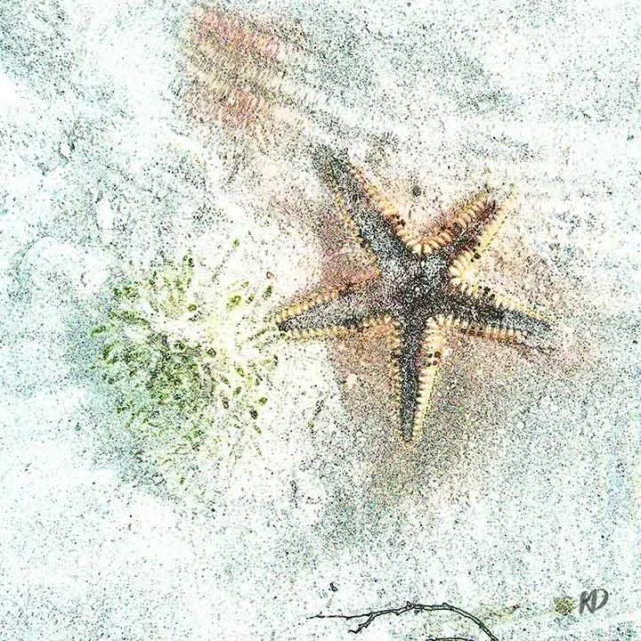 starfish IV