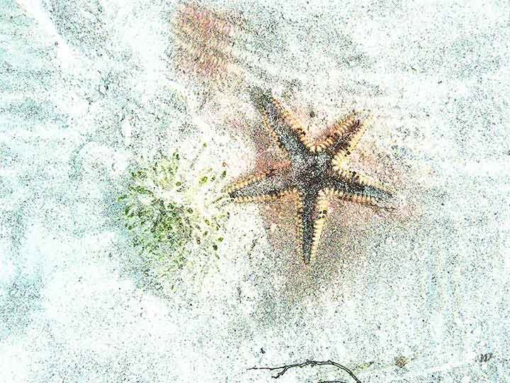 starfish IV (4:3)