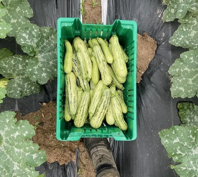 CSA Week 5