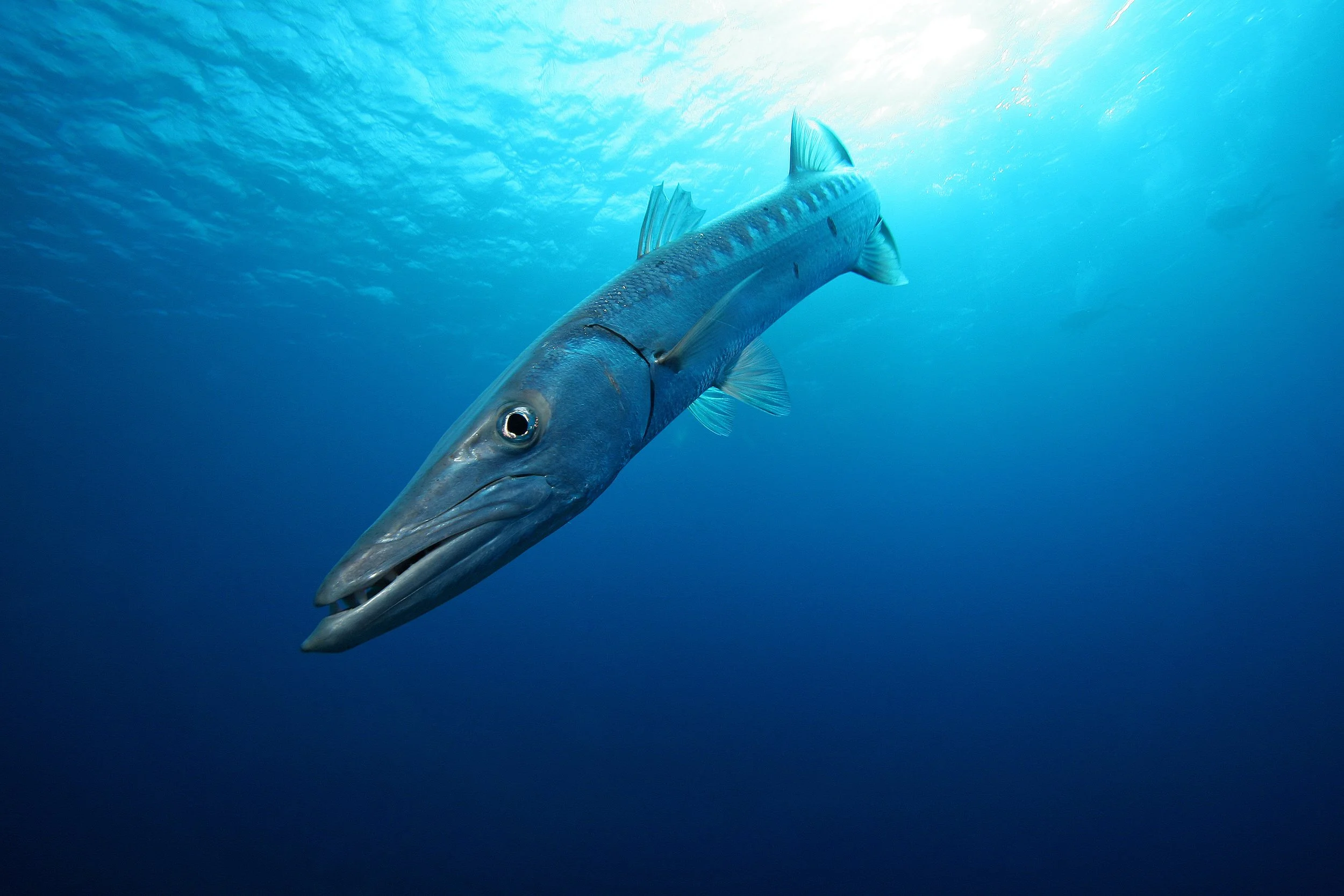 barracuda.jpeg