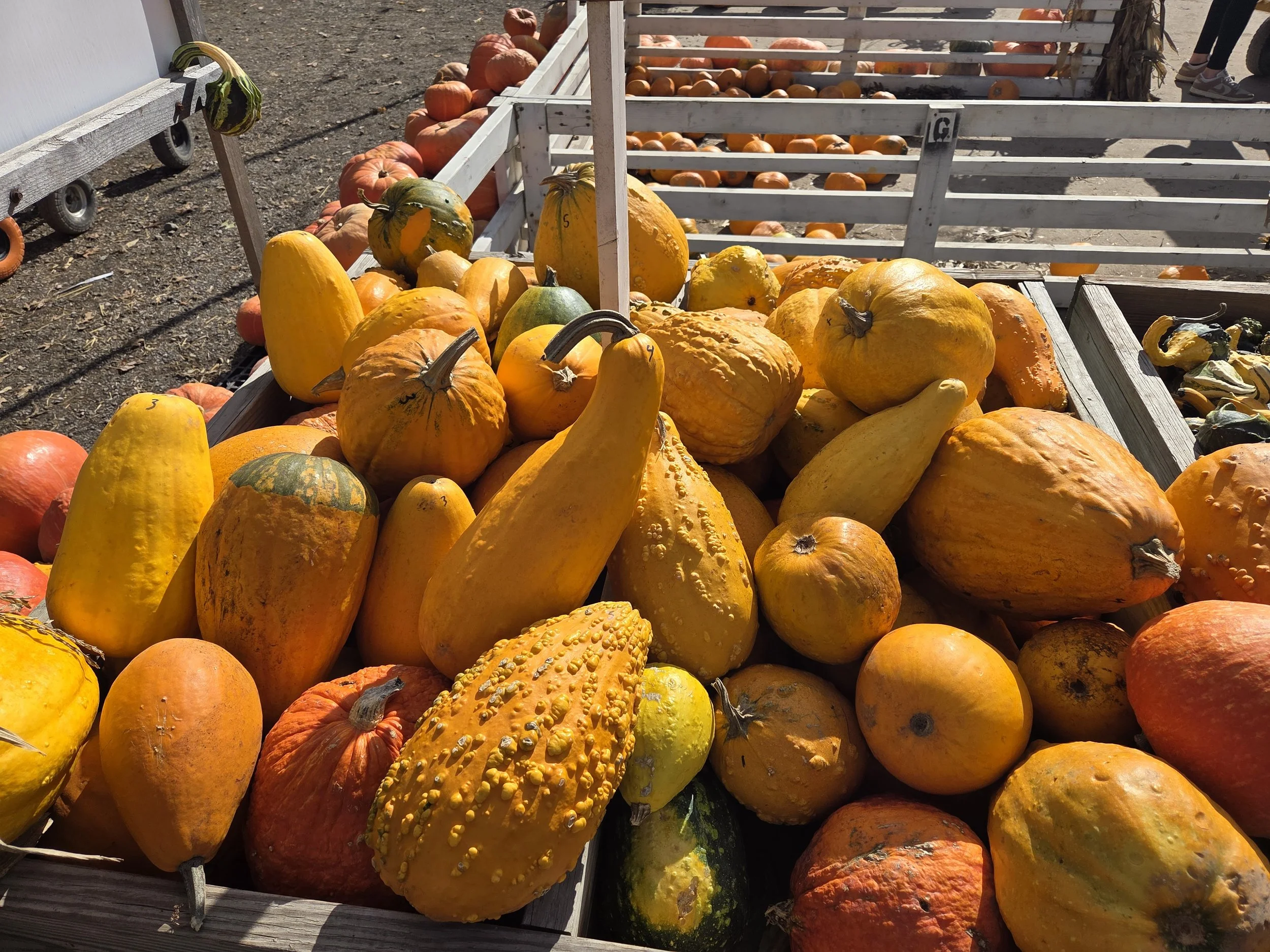 Moments of Harvest: A Trip to the Pumpkin Patch