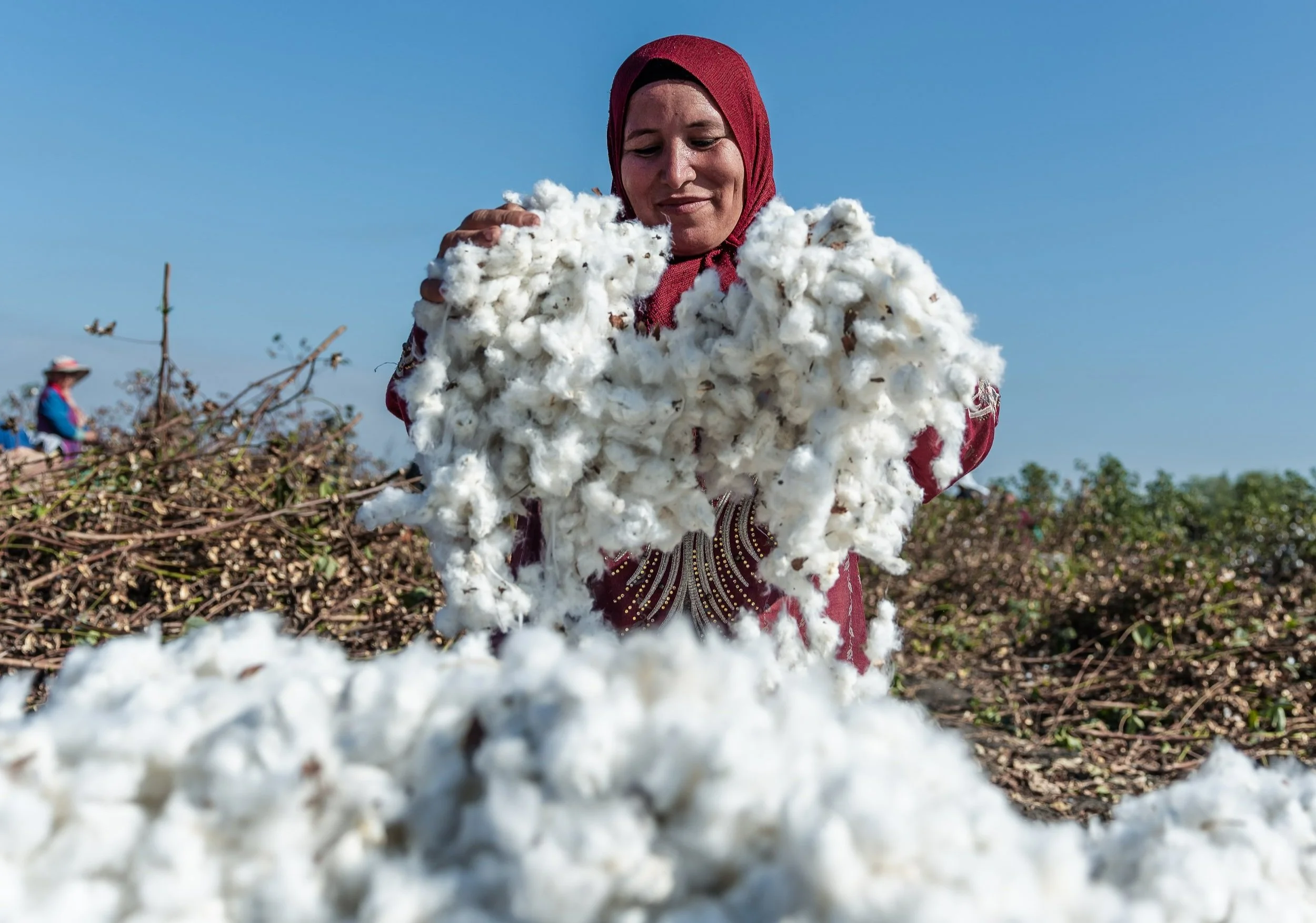 Soil Health Reported As The Most Important Environmental Factor In cotton-cultivation-process