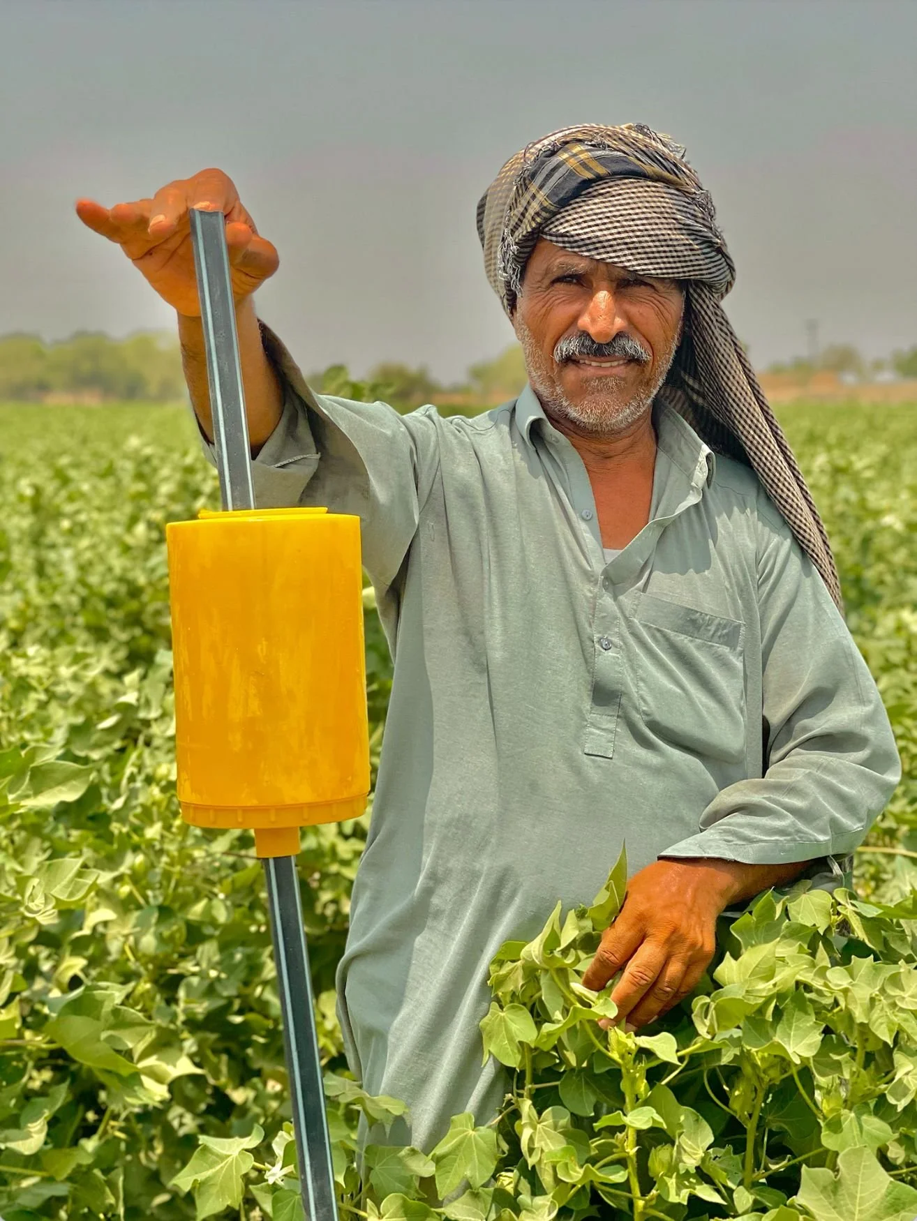 People_Farmer_Yellow_Sticky_Trap_Instaled_Pakistan_Organic_Asad Shabir