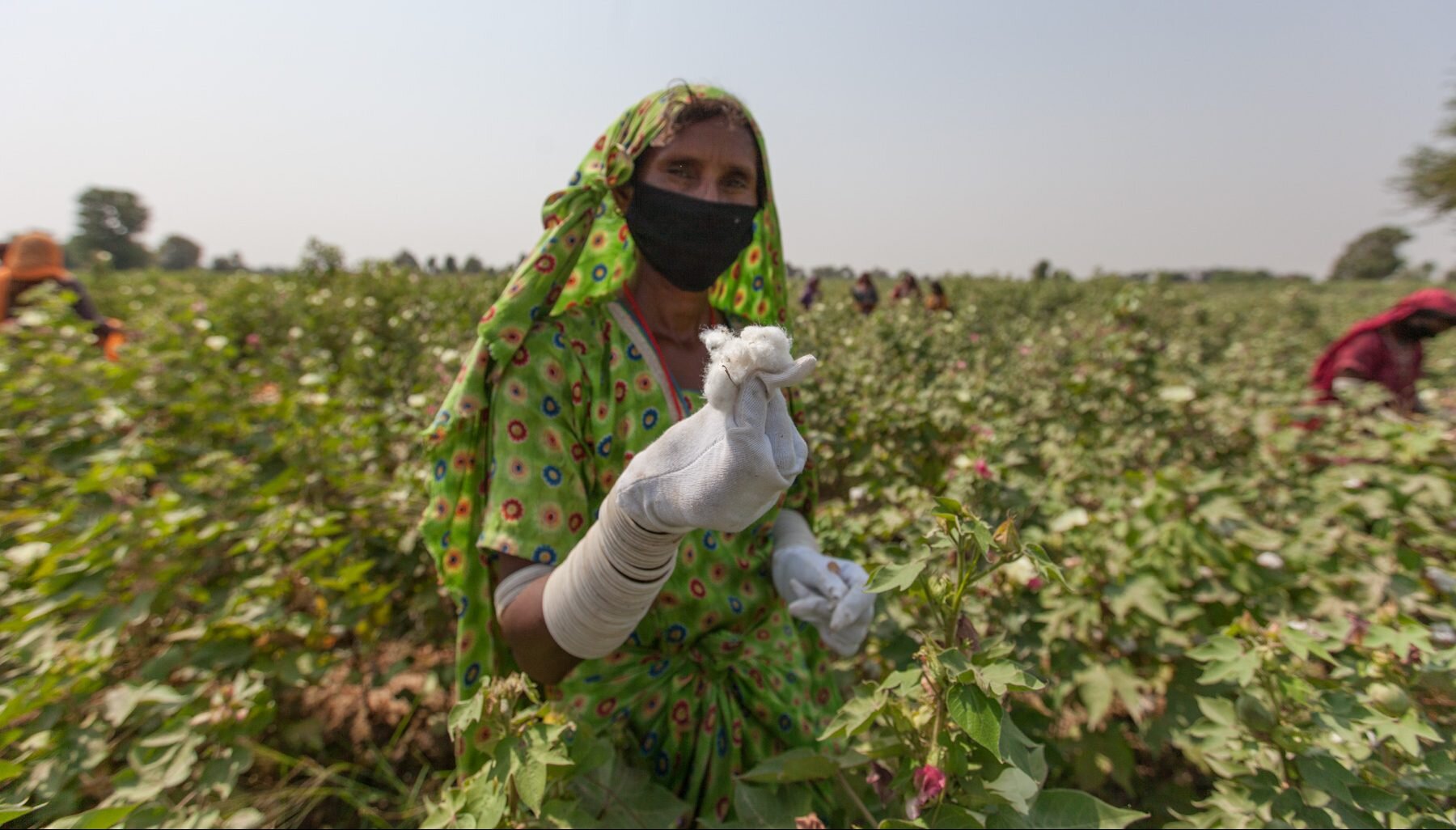 Building Resilience for Smallholder Cotton Farmers — CottonConnect
