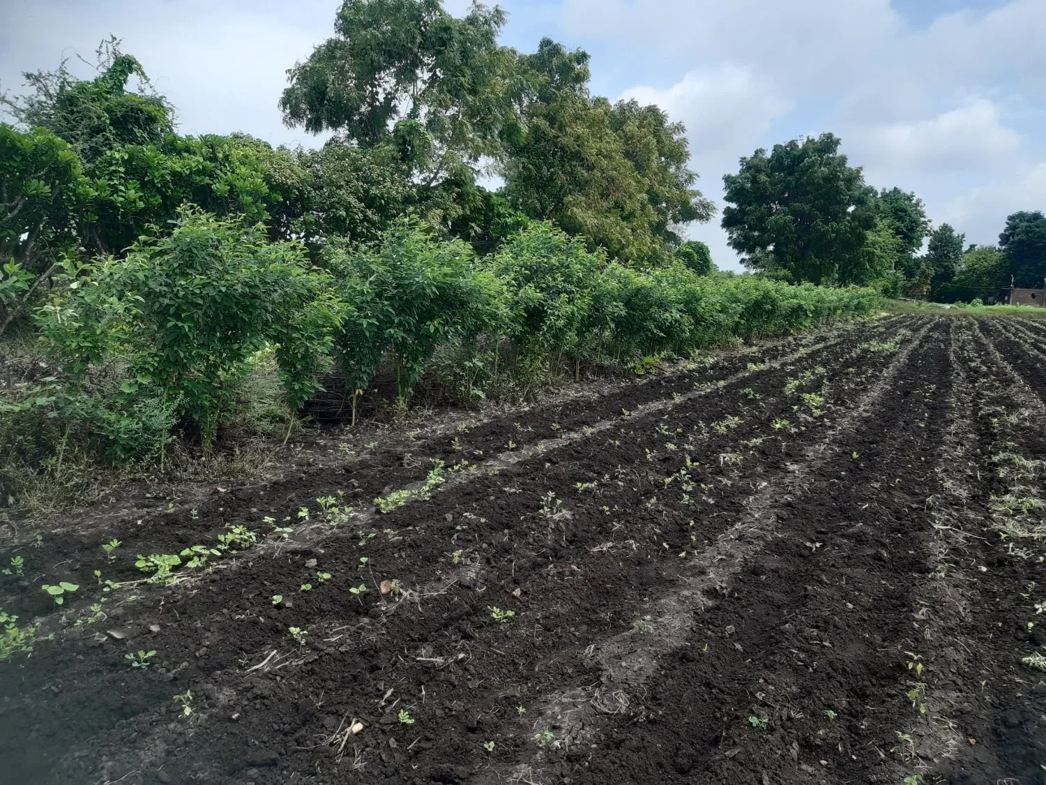 Farmers soil with trees in the background