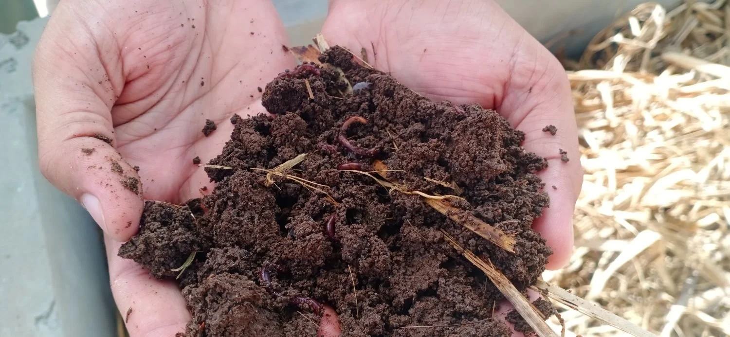 Two hands of soil containing worms