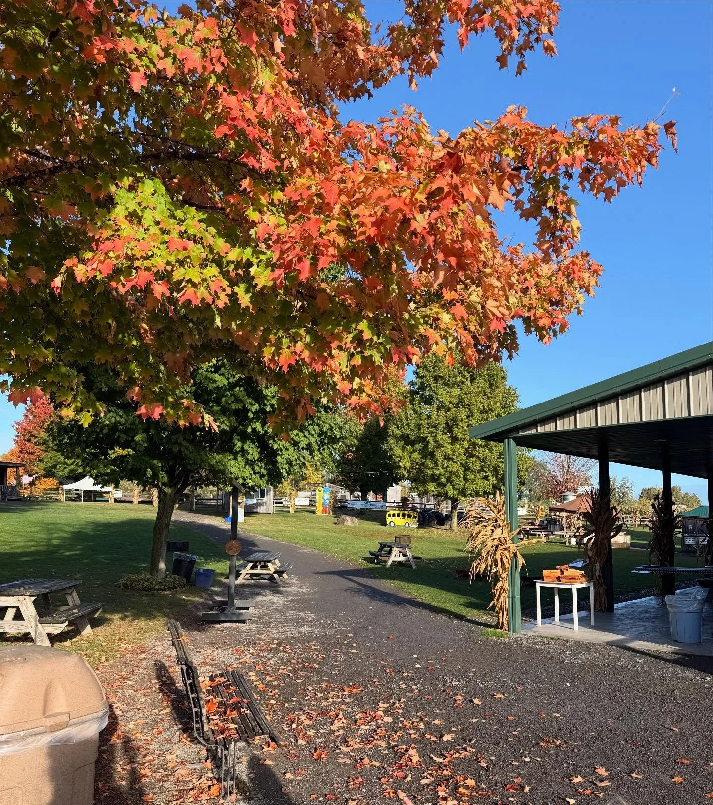 Happy Fall!! All farm activities are open today &amp; bonus day Monday! Make plans to visit and enjoy all the fall treats, activities and fun.