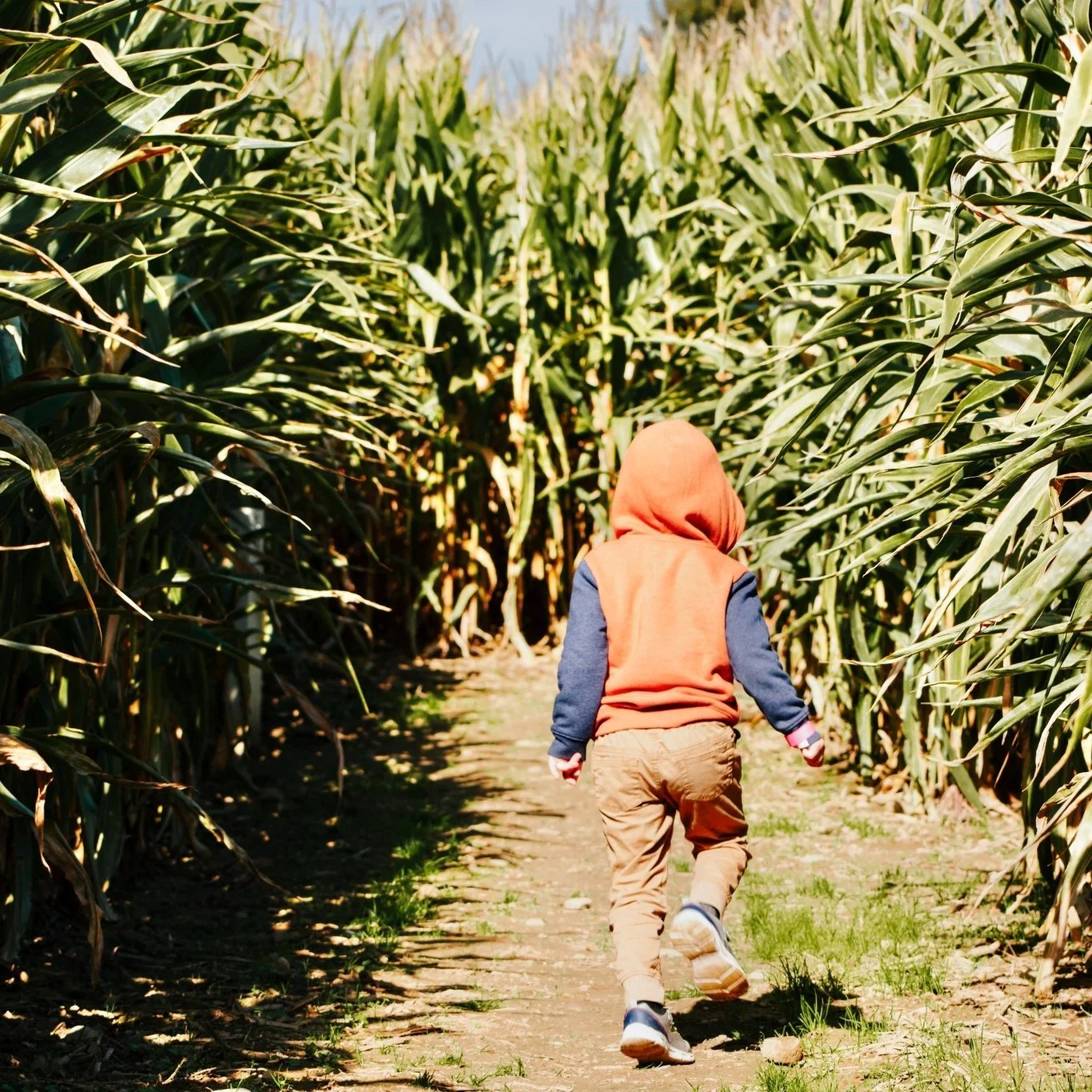 Tomorrow, November 1st is our final day for fall activities. 

Grab your daytime barnbuster ticket and enjoy access to our 5 acre Mustang corn maze, kids spin out corn maze, all Back 40 attractions, wagon rides &amp; cow train rides. Your ticket is v