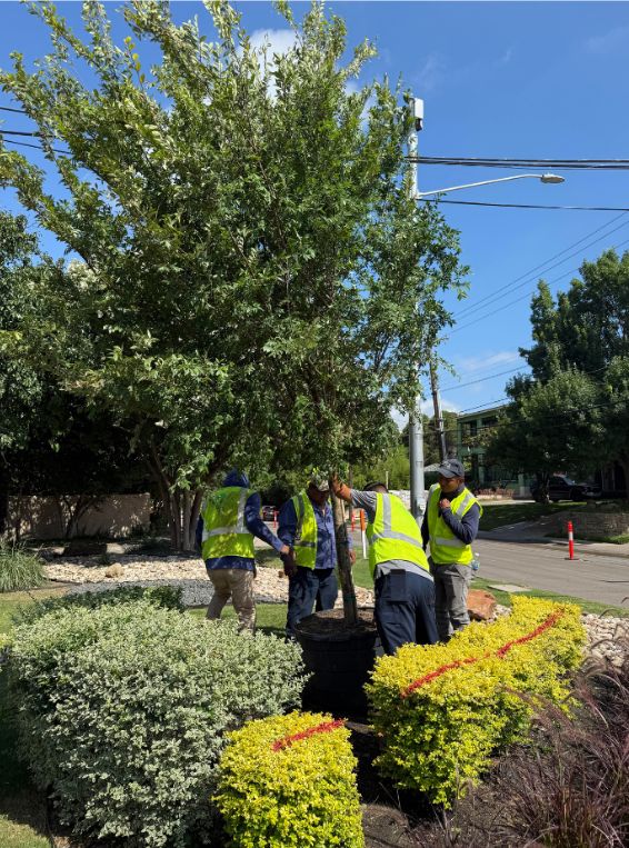 Median Refresh in Full Bloom Along Turtle Creek Boulevard
