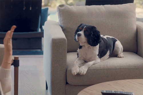 The Shelter Pet Project