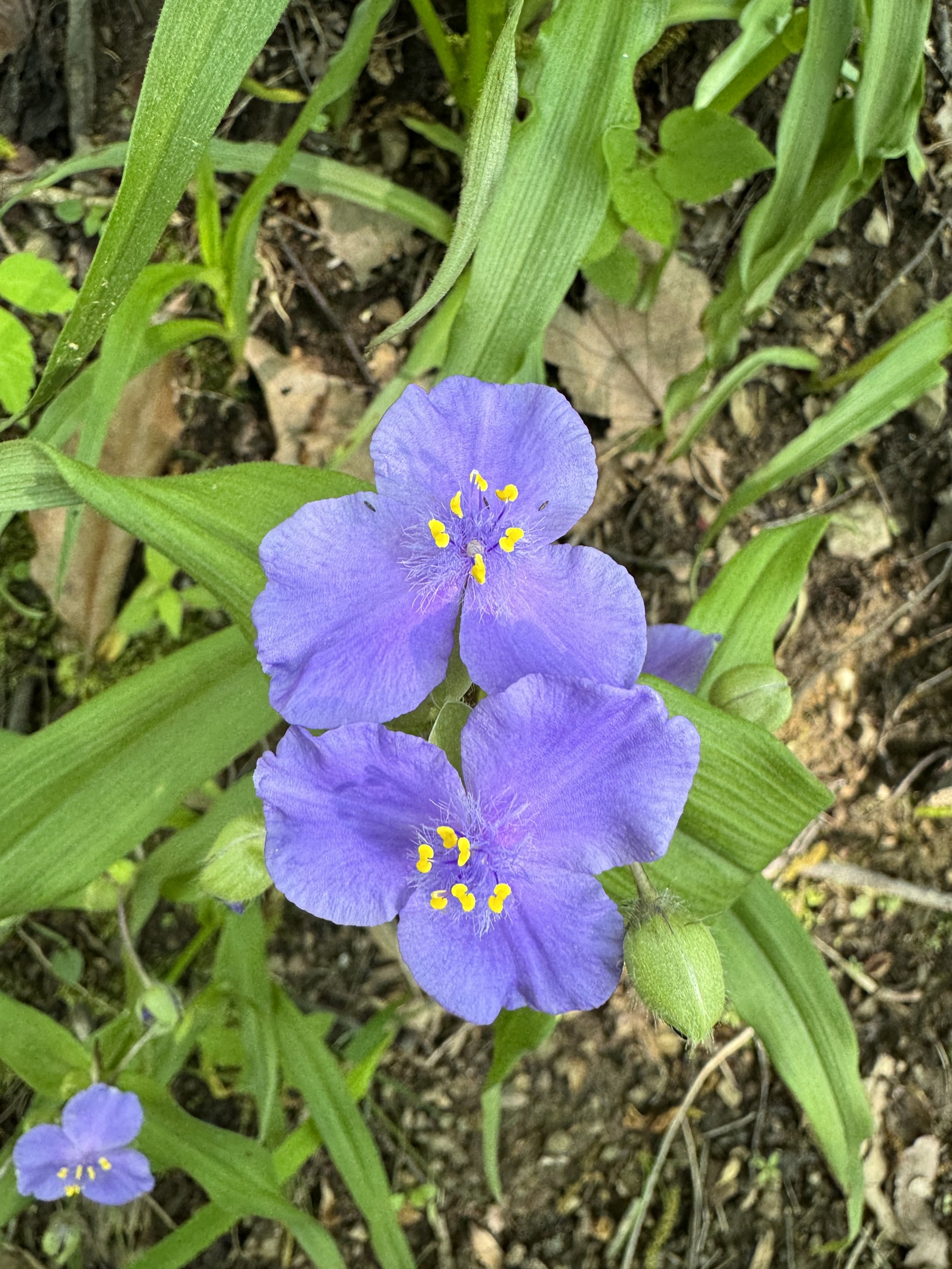 IMG_1163.jpeg