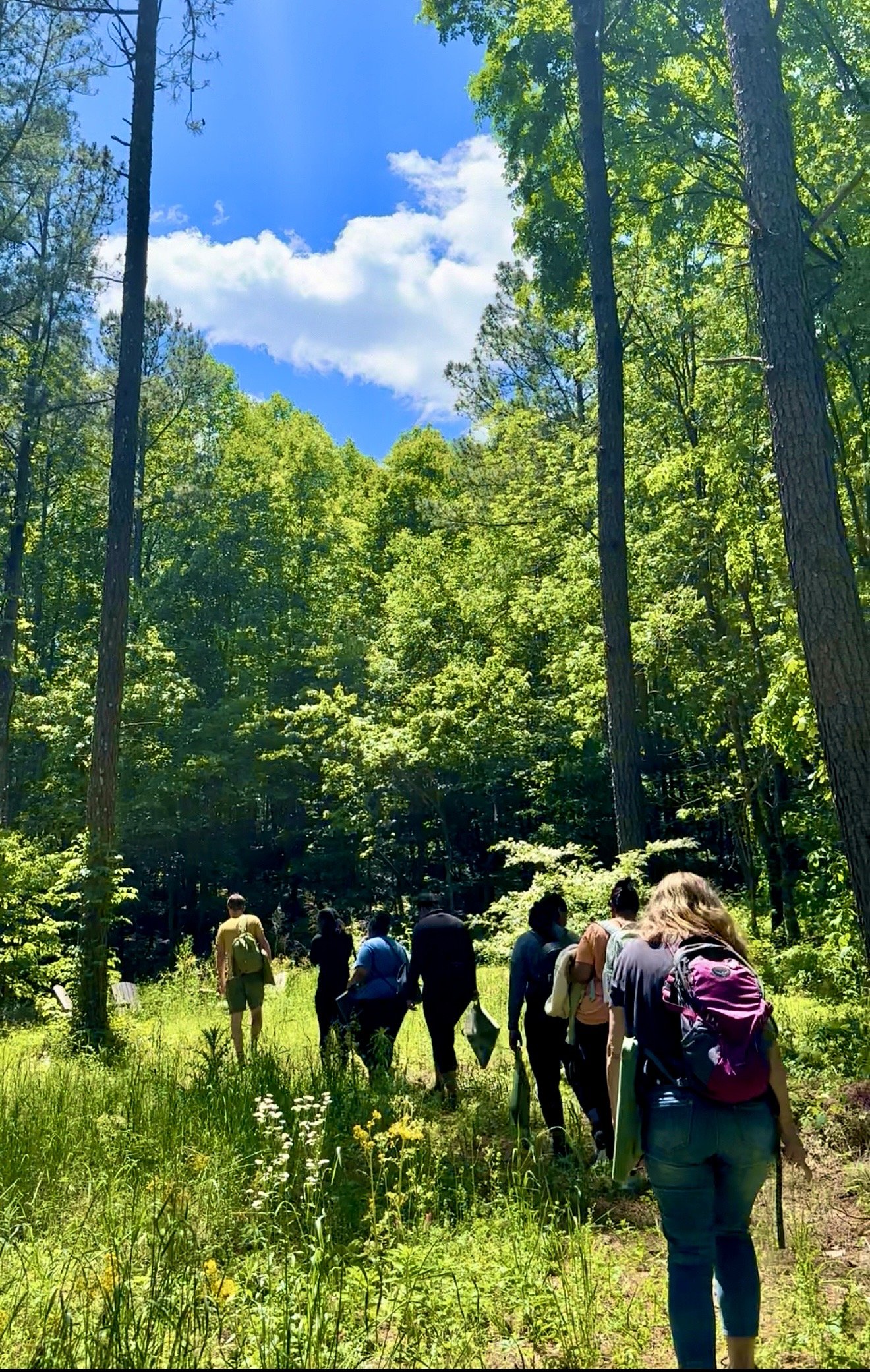 Forest Therapy Guide Training: A 7-day Intensive 