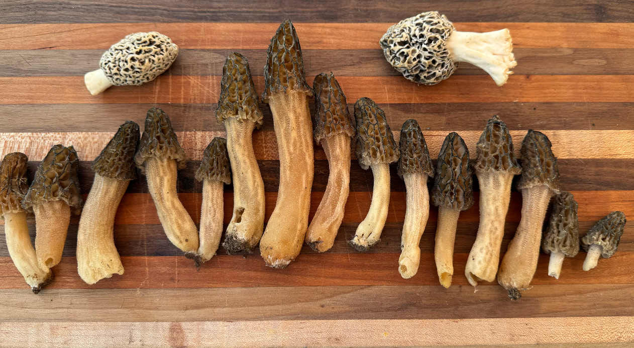 Peak Morel Season Hike