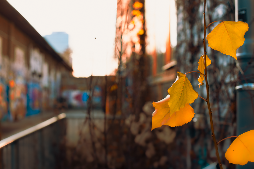 20151231-DSC_5016.png