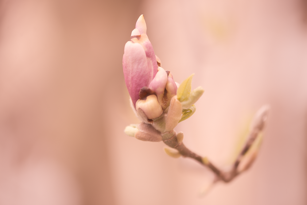 20170408-DSC_4086.png