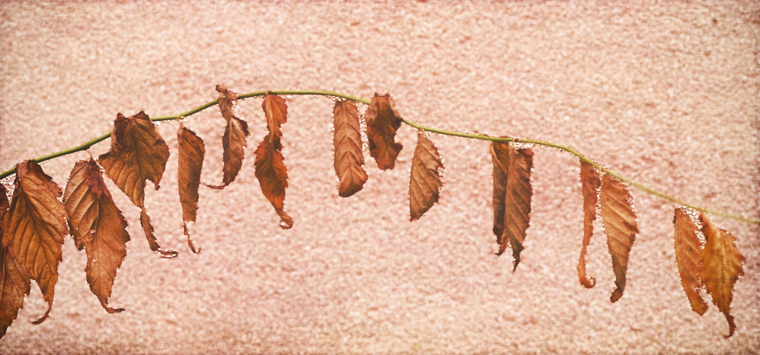 Renes Leaves.png