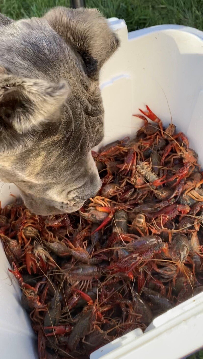ghost crawfish.jpg
