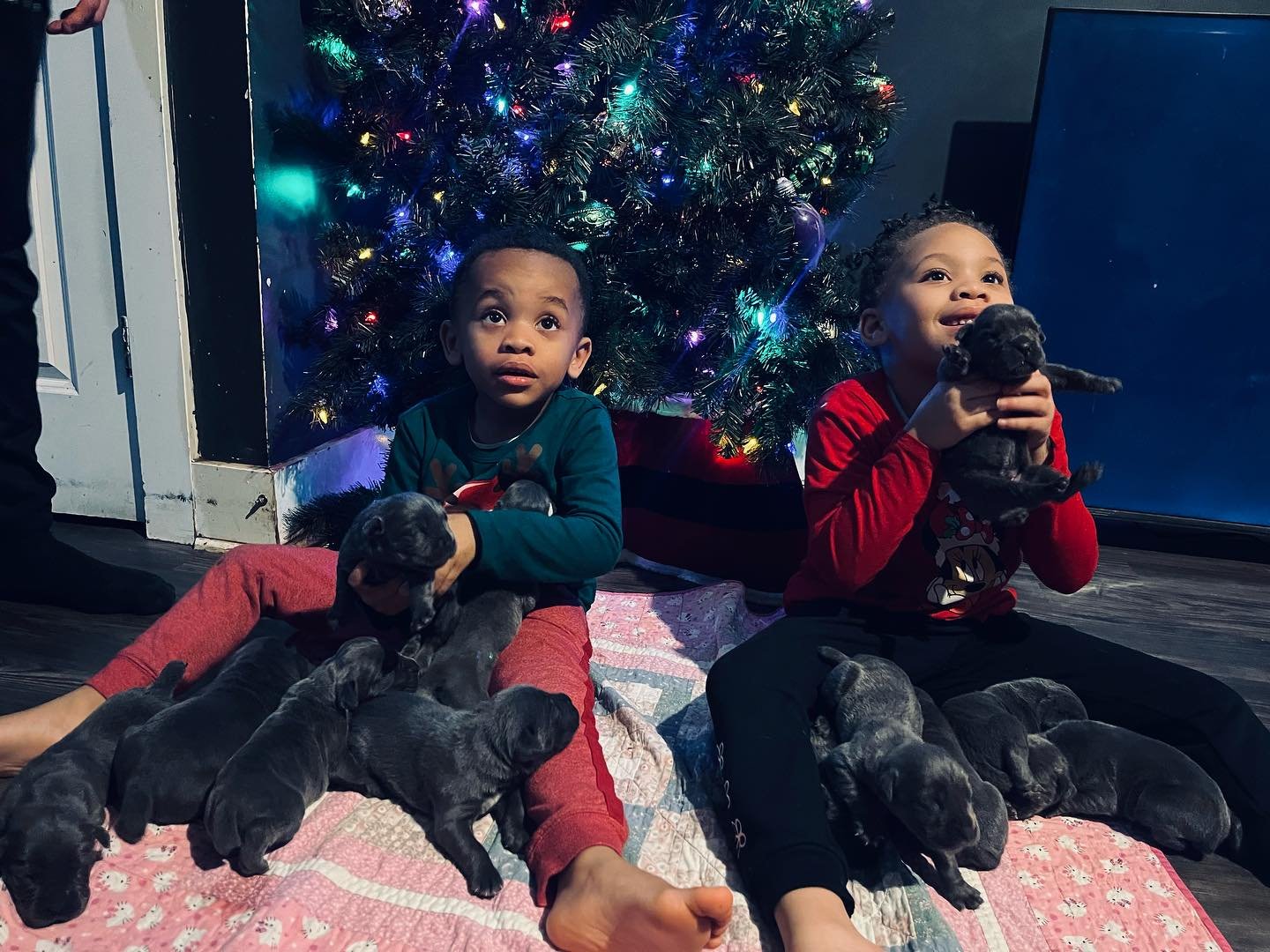 Merry Xmas!! Of the 12 puppies, 9 are still currently available. We still have 2 spots for the half off Xmas special as well. 

#CaneCorsoPuppies #CaneCorso #Xmas #NashvilleDogs #NashvilleDog #DogBreeder #Puppy #Corso #Mastiff