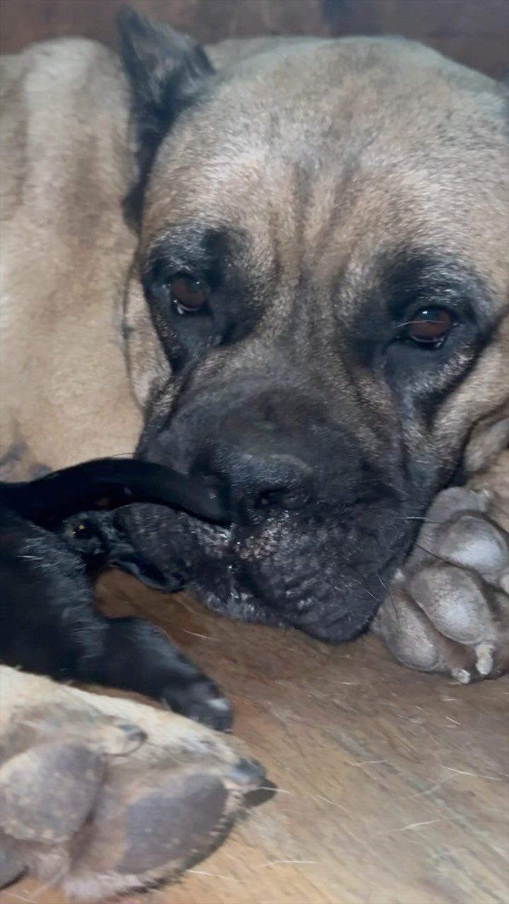 Chop x Luka litter here! Tap in
#CaneCorso #Nashville #NashvilleDogs #Puppies