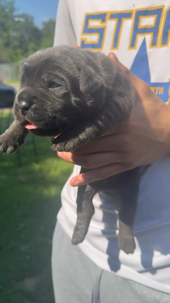 Them eyes open 👀
Chop x Luka litter
#CaneCorso #PuppyForSale #NashvilleTN