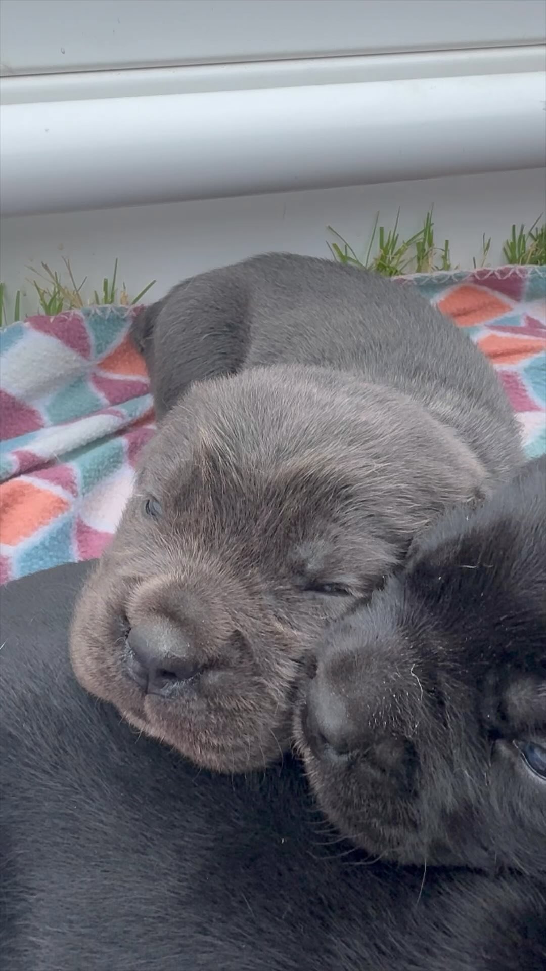 Chop x Luka litter 2 weeks old ‼️
#CaneCorso #Shaboozey #Nashville #NashvilleDogs #Puppies