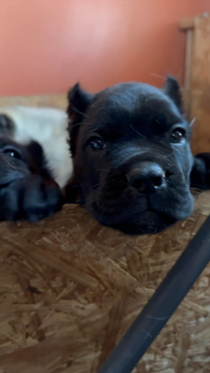 Week 6 #CaneCorso Chop x Luka litter