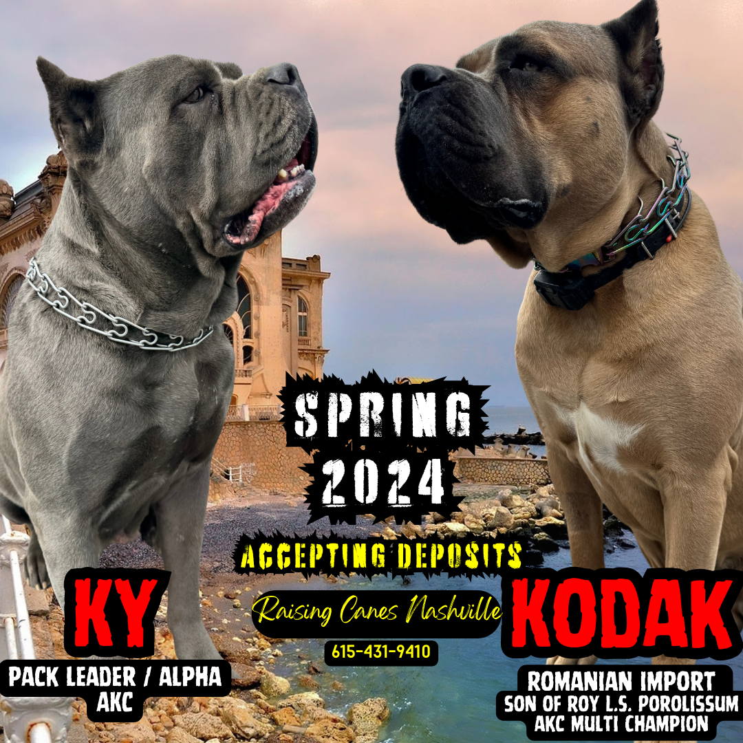 Ky and Kodak promo.png