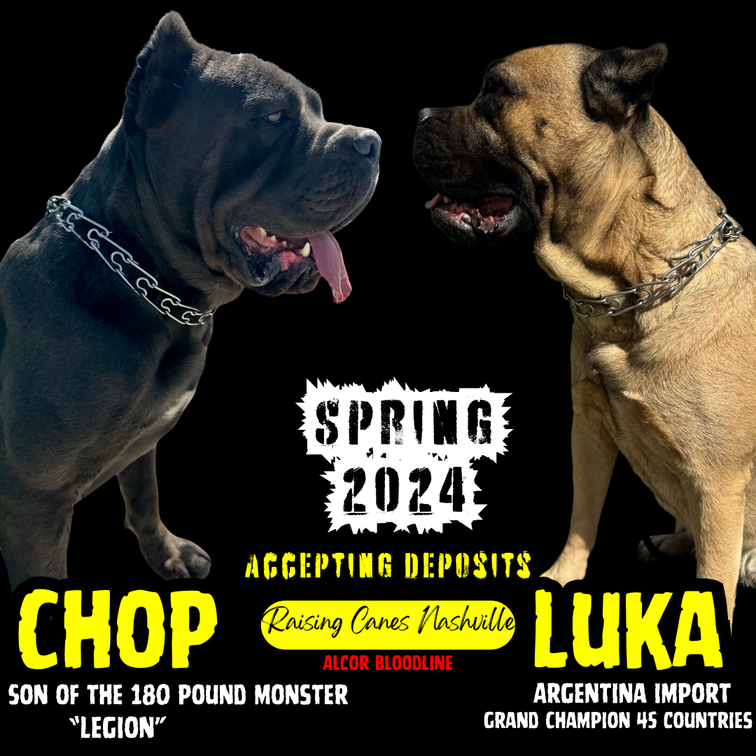 Chop and Luka promo.png