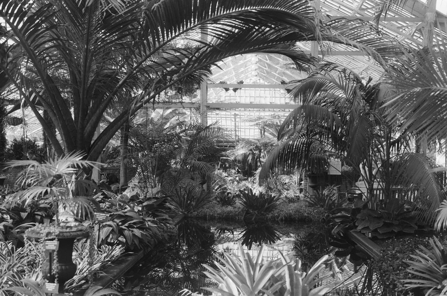 Film from another time&hellip;.I believe these are from our second trip to Chicago where Tim and I visited the Shedd Aquarium and Garfield Park Observatory, and I auditioned for my post grad program. I like how the b&amp;w makes them feel otherworldl