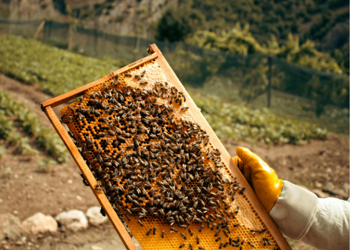 Honey bees working on honeycomb, Kaikoura, New Zealand