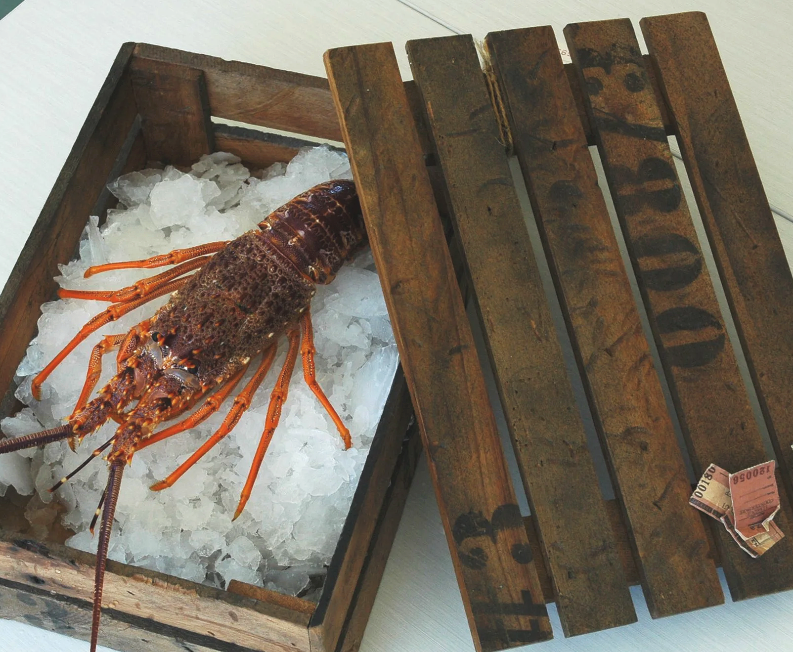 A crayfish (spiny rock lobster) in a box of ice at Hapuku Kitchen Cooking School