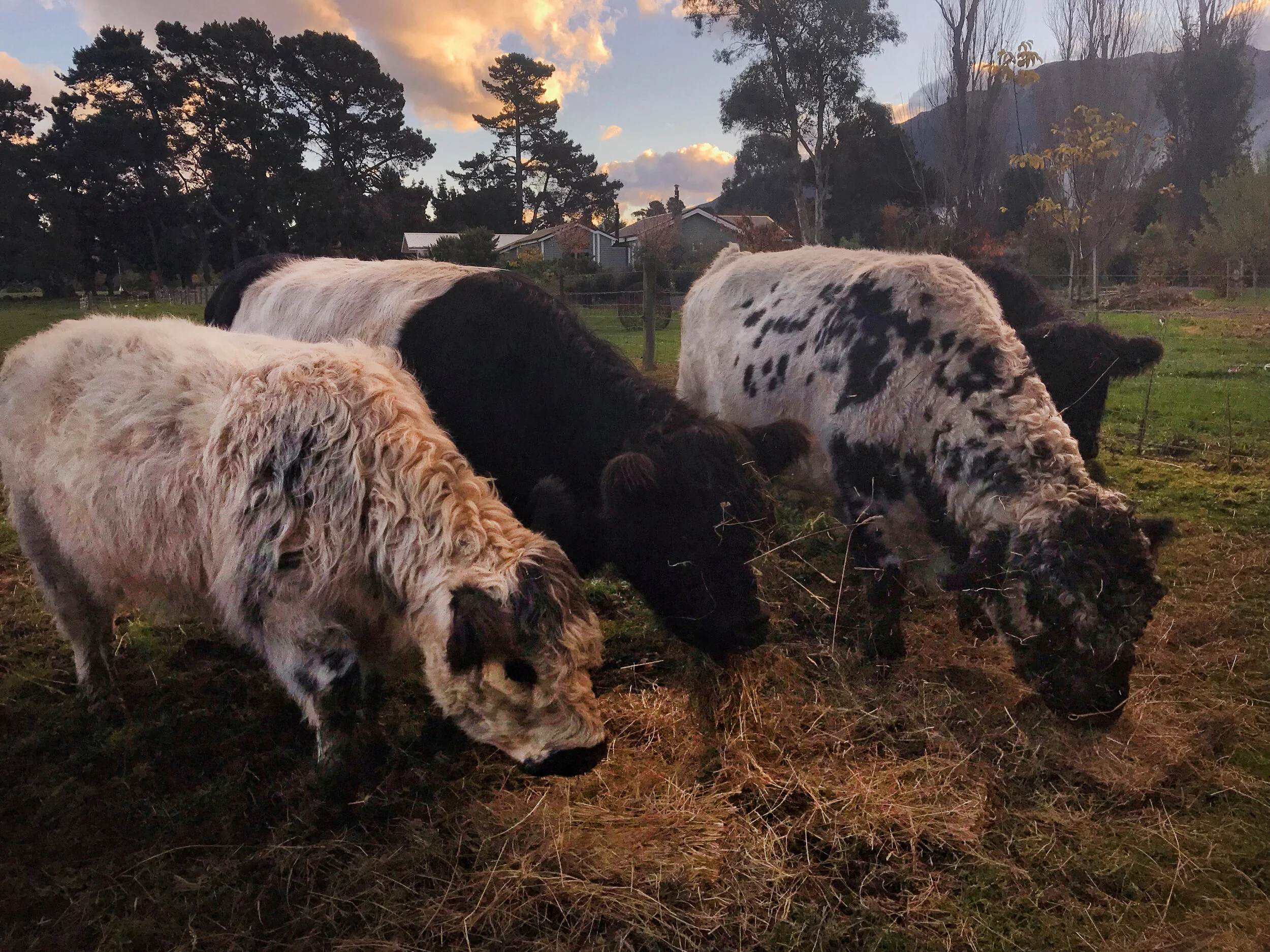 Heritage Galloway Cows at Hapuku Kitchen, Kaikoura, New Zealand