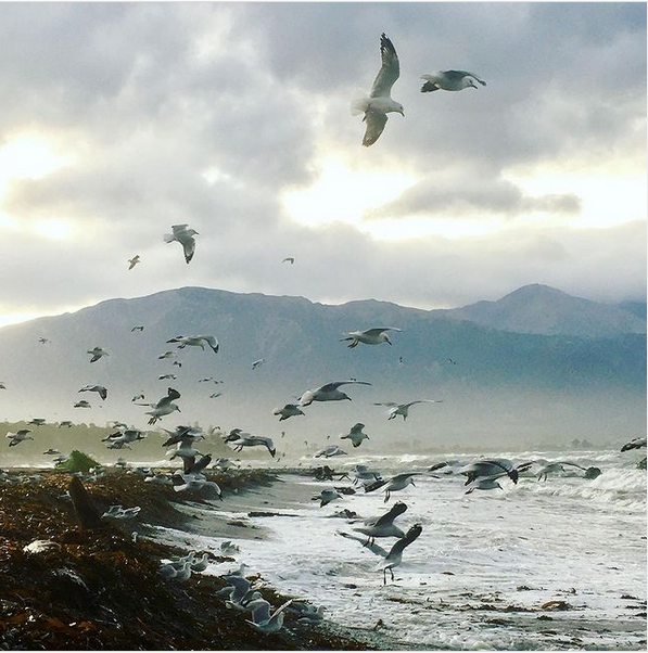 Seagulls at the shoreline in Kaikoura, New Zealand